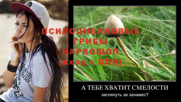 PSILOCYBIN Аркадак